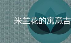 米兰花的寓意吉利吗 风水禁忌有哪些