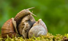 家里有蜗牛是好的风水征兆吗