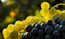 葡萄画的挂画禁忌是什么 风水寓意吉利吗