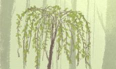 狮子座恋人如何改邪归正