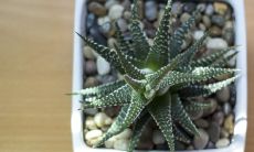 芦荟摆放位置的风水大忌是什么