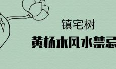 镇宅树之黄杨木风水禁忌有哪些