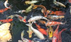 十条鱼代表什么风水意思 养几条鱼最招财