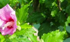 木槿树属凶木吗 木槿树的风水寓意是什么