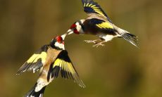 燕子窝口朝向的风水讲究