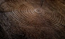 什么旺木命 木命里面哪种木命最好最厉害