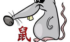 84年的生肖鼠在什么时候会遇到三大劫难