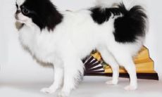 廉晋伟姓名评分88分