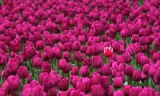 杜渂姓名评分88分