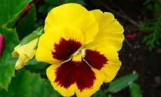 潘慧铃姓名评分76分