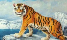 生肖属虎出生于腊月的人性格和命运如何