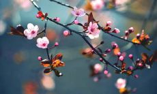 鼠女佩戴什么吉祥物可以驱赶霉运改善运气