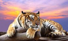 属虎人在2023年上半年的婚恋运势好吗