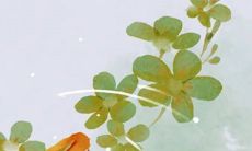 2023年2月7日出生的属兔女孩命运怎么样