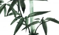 属马犯冲的四个属相 性格差异很难相处