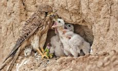 捅了燕子窝怎么补救 什么情况下燕子会弃窝