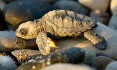 养龟的六大风水禁忌是什么