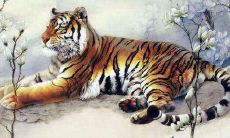 属虎的人适合养什么宠物 属虎的人养什么宠物最好