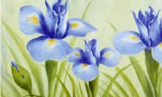 兰花风水摆放禁忌有哪些