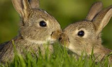 家里养兔子的寓意是什么