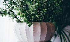 属羊的人养什么植物可以旺财