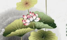 女人带莲蓬手链的风水寓意