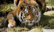 1998年属虎男爱情婚姻运势如何 会出轨吗？