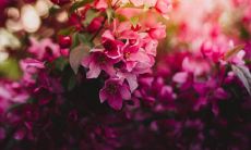 扶桑花带来霉运是真的吗