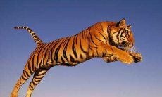 1986属虎男女的婚姻与爱情 和什么属相最配