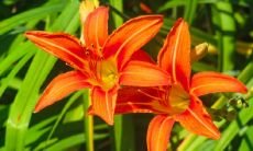 五行属土的花卉植物盆栽有哪些