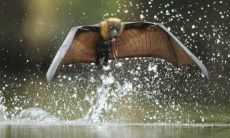 蝙蝠入屋是不吉利的吗 在风水上有什么讲究