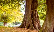 风水上五大可以镇宅的阳树有哪些