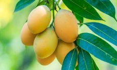 种芒果树的风水禁忌