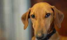 童胡欢姓名评分99分