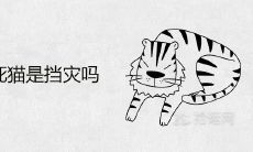 开车压死猫是挡灾吗 车撞到猫暗示着什么