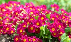 邬承伟姓名评分77分