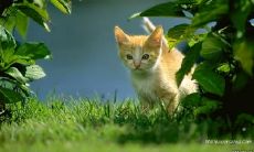 顾跃邦姓名评分81分