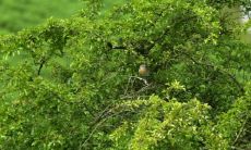 香椿树是大凶之树吗 在风水学上的说法怎么样