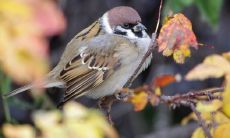 麻雀进宅风水是吉是凶暗示什么