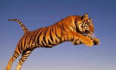 属虎男人有什么优点