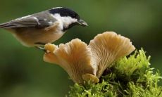 程传庆姓名评分81分