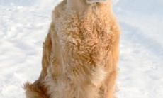 成峥嵘姓名评分88分