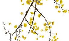 在7月生肖兔最吉利的装修新房日子 宜装修的吉日