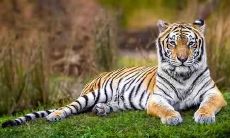 从时辰看属虎人财运如何 属虎什么时辰出生财运最好