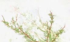 十二生肖小运播报:2023年1月19日特吉生肖一览表