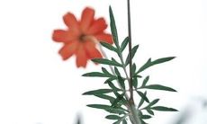 2023属狗全年运势 事业有成爱情圆满