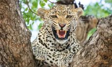 吕应征姓名评分101分