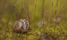 鲍锦山姓名评分86分