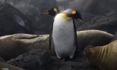 鲍炜璐姓名评分85分