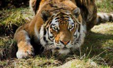 2021年属虎女性的运气及运程怎么样